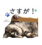 ちょっと上から目線 たむちゃんスタンプ（個別スタンプ：7）