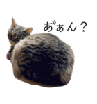 ちょっと上から目線 たむちゃんスタンプ（個別スタンプ：12）