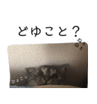 ちょっと上から目線 たむちゃんスタンプ（個別スタンプ：21）