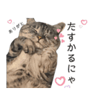 ちょっと上から目線 たむちゃんスタンプ（個別スタンプ：28）