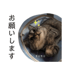 ちょっと上から目線 たむちゃんスタンプ（個別スタンプ：31）