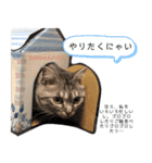 ちょっと上から目線 たむちゃんスタンプ（個別スタンプ：38）