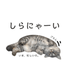 ちょっと上から目線 たむちゃんスタンプ（個別スタンプ：39）