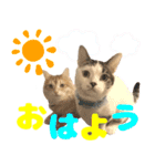 おっとりマンチカンブラザーズ（個別スタンプ：1）