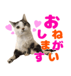 おっとりマンチカンブラザーズ（個別スタンプ：2）