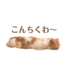 ちっちすたんぷ①（個別スタンプ：2）