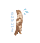 ちっちすたんぷ①（個別スタンプ：11）