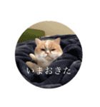 ちっちすたんぷ①（個別スタンプ：24）