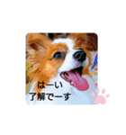 ぱぴよんさん3（個別スタンプ：3）