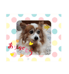 ぱぴよんさん3（個別スタンプ：8）