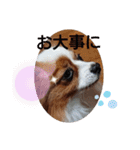 ぱぴよんさん3（個別スタンプ：15）