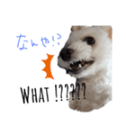 チワプーモコの1日～ver2～（個別スタンプ：3）