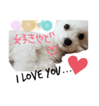 チワプーモコの1日～ver2～（個別スタンプ：6）