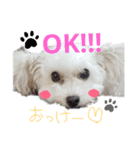 チワプーモコの1日～ver2～（個別スタンプ：8）