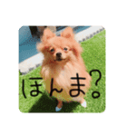 ポメラニアンのいる毎日（個別スタンプ：1）