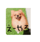 ポメラニアンのいる毎日（個別スタンプ：2）