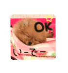 ポメラニアンのいる毎日（個別スタンプ：3）