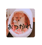 ポメラニアンのいる毎日（個別スタンプ：4）