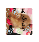 ポメラニアンのいる毎日（個別スタンプ：5）