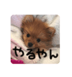ポメラニアンのいる毎日（個別スタンプ：7）