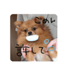 ポメラニアンのいる毎日（個別スタンプ：8）