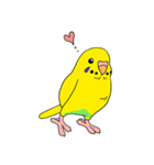 こむインコの日々（個別スタンプ：1）