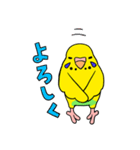 こむインコの日々（個別スタンプ：4）