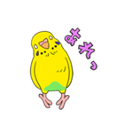 こむインコの日々（個別スタンプ：9）