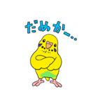 こむインコの日々（個別スタンプ：11）