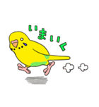 こむインコの日々（個別スタンプ：14）