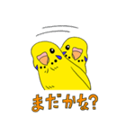 こむインコの日々（個別スタンプ：15）