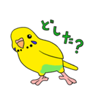 こむインコの日々（個別スタンプ：24）