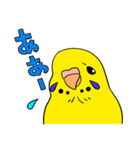 こむインコの日々（個別スタンプ：29）