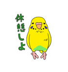 こむインコの日々（個別スタンプ：39）