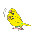 こむインコの日々（個別スタンプ：40）