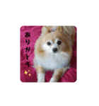チュラちゃん（個別スタンプ：1）