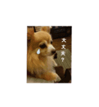 チュラちゃん（個別スタンプ：12）