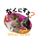 こねこ☆すたんぷ☆クエスチョン（個別スタンプ：8）