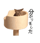 RINTARO  2（個別スタンプ：10）