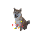 柴犬がんも2（個別スタンプ：1）