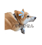 柴犬がんも2（個別スタンプ：2）