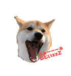 柴犬がんも2（個別スタンプ：3）