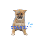 柴犬がんも2（個別スタンプ：4）