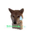柴犬がんも2（個別スタンプ：6）
