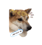 柴犬がんも2（個別スタンプ：7）
