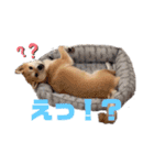 柴犬がんも2（個別スタンプ：8）
