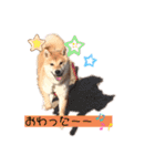 柴犬がんも2（個別スタンプ：9）