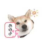 柴犬がんも2（個別スタンプ：11）