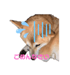 柴犬がんも2（個別スタンプ：12）