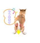 柴犬がんも2（個別スタンプ：13）
